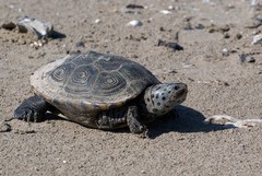 Malaclemys terrapin pileata