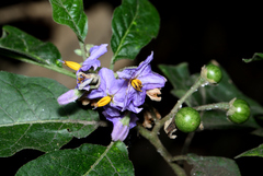 Solanum macaonense