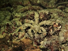 Camposcia retusa