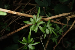 Clematis formosana