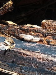 Meghimatium pictum
