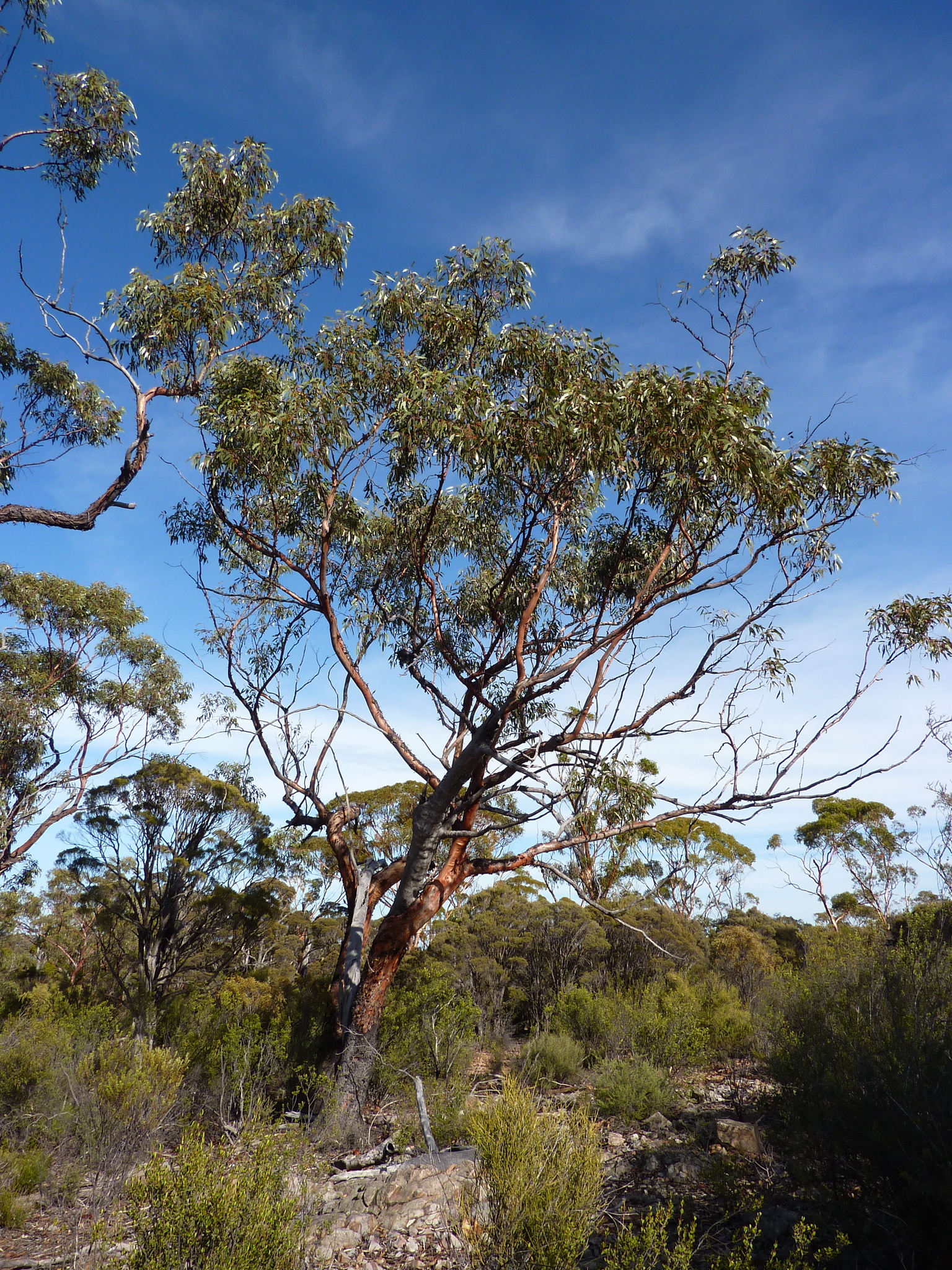Eucalyptus stricklandii