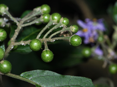 Solanum macaonense