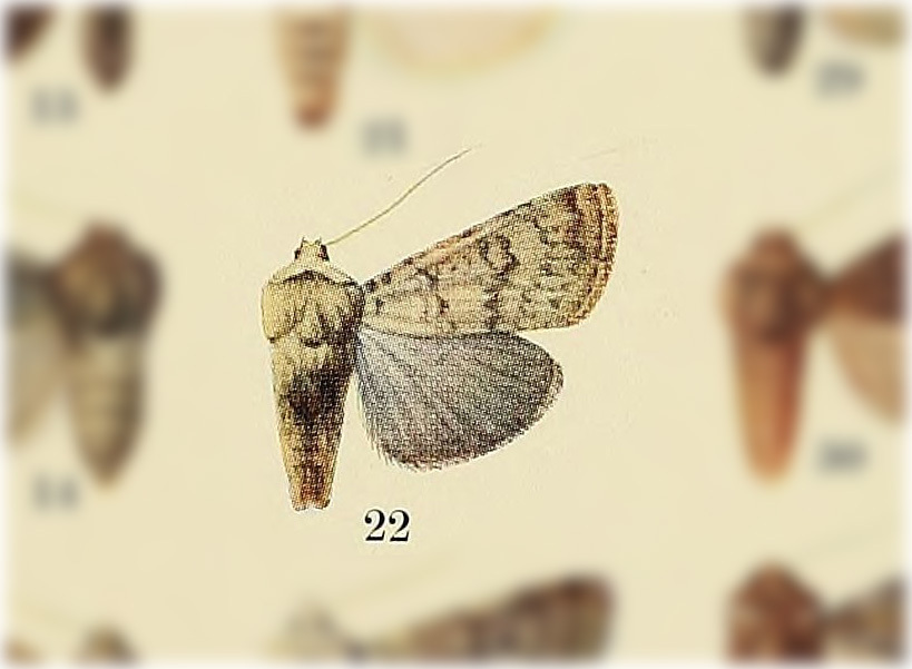 Fleece-winged Dart and Allies