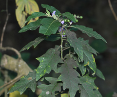 Solanum macaonense