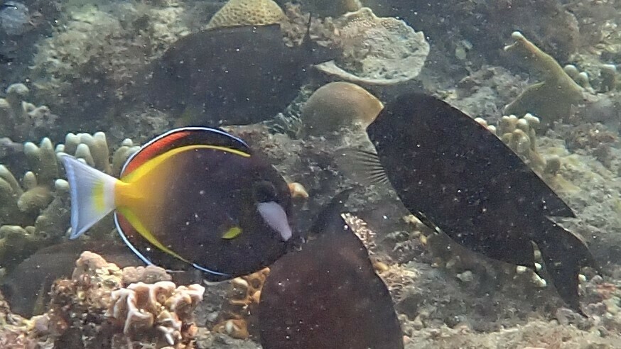 Japanese Surgeonfish
