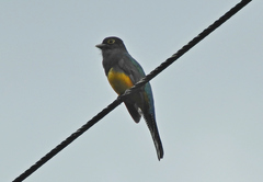 Trogon violaceus
