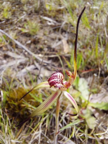 Image of Caladenia caudata by (c) Brendan Costello, some rights reserved (CC BY)