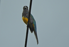 Trogon violaceus