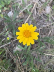 Tetraneuris linearifolia