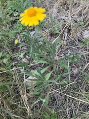 Tetraneuris linearifolia