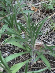 Tetraneuris linearifolia