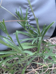 Tetraneuris linearifolia