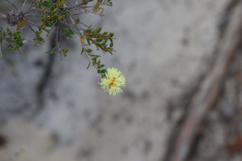 Image of Melaleuca thymoides by (c) Greg Tasney, some rights reserved (CC BY-SA)