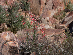 Penstemon subulatus