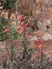 Penstemon subulatus