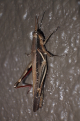 Stenocatantops mistshenkoi