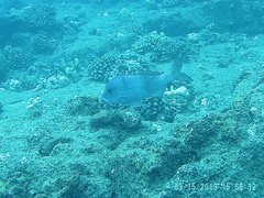 Parupeneus insularis