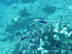 Labroides phthirophagus