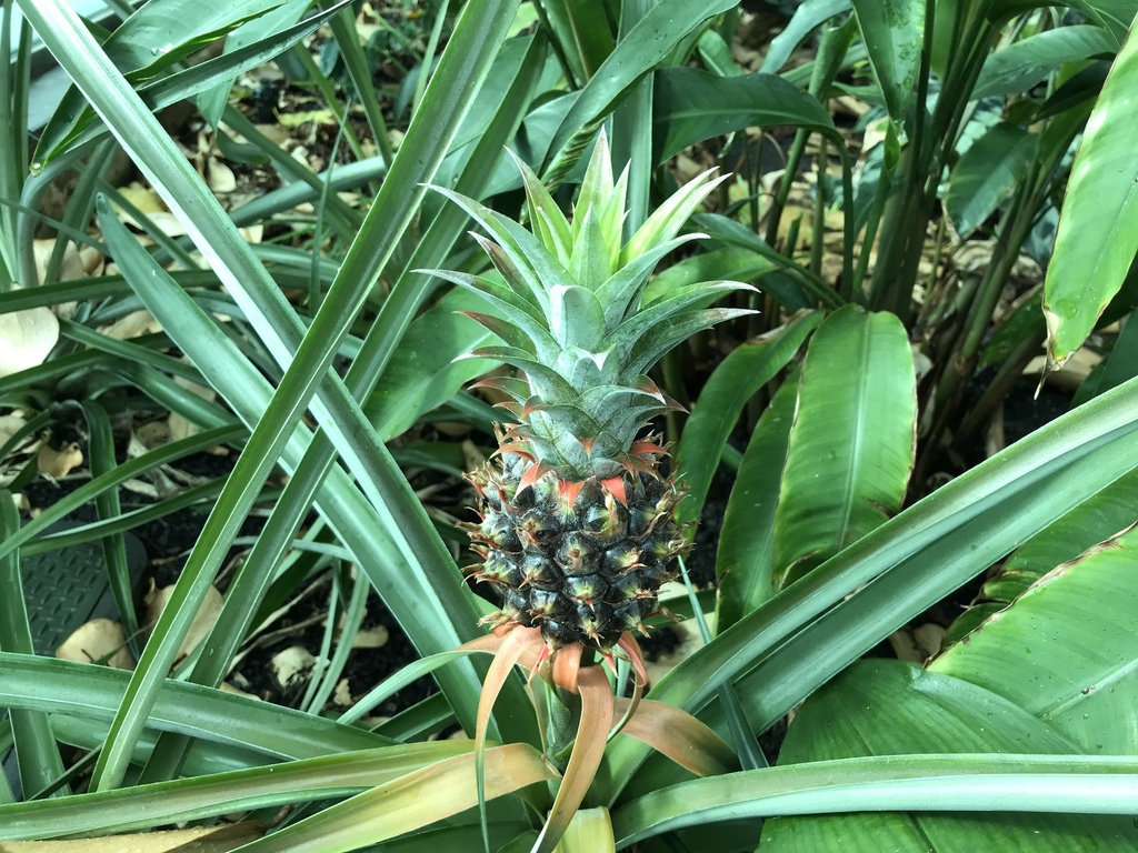 pineapple from Adelaide Botanic Garden by nikk01 · iNaturalist