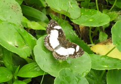 Janatella leucodesma