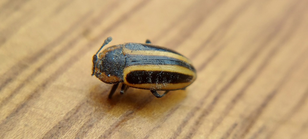 Iphiclus limbatus
