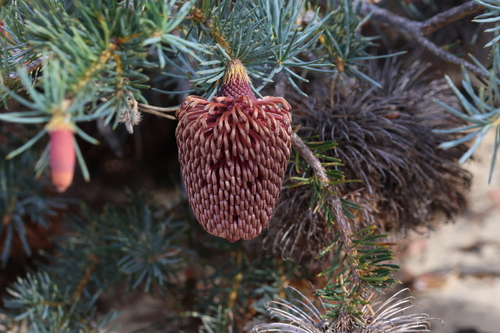 Image of Banksia nutans by (c) Greg Tasney, some rights reserved (CC BY-SA)