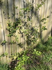 Myricaceae