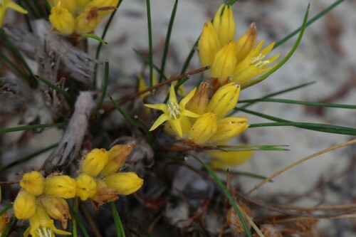 Conostylis vaginata (Conostylis vaginata)