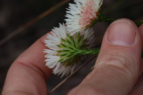 Image of Actinodium cunninghamii by (c) Greg Tasney, some rights reserved (CC BY-SA)