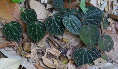 Piper porphyrophyllum