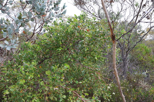 Image of Hakea denticulata by (c) Greg Tasney, some rights reserved (CC BY-SA)