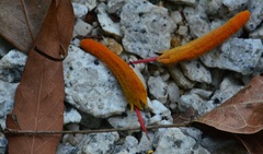 Firmiana malayana