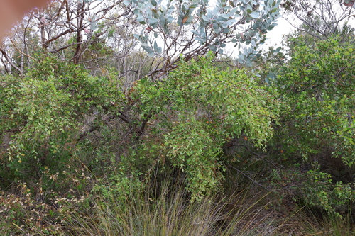 Image of Hakea denticulata by (c) Greg Tasney, some rights reserved (CC BY-SA)