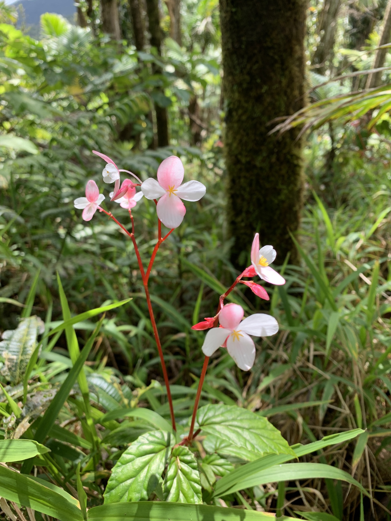 Begonia decandra
