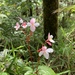 Begonia decandra - Photo (c) mwh2019, μερικά δικαιώματα διατηρούνται (CC BY-NC)