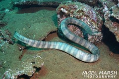 Chinese Sea Snake photo 3