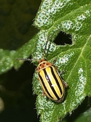 Disonycha spilotrachela