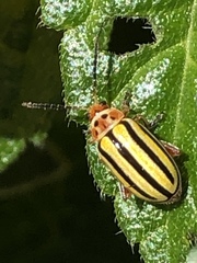 Disonycha spilotrachela