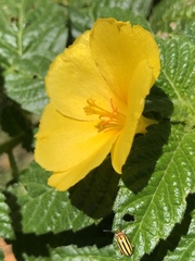 Disonycha spilotrachela