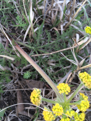 Lomatium foeniculaceum foeniculaceum
