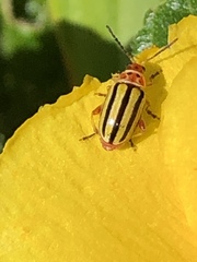 Disonycha spilotrachela