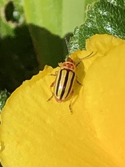 Disonycha spilotrachela