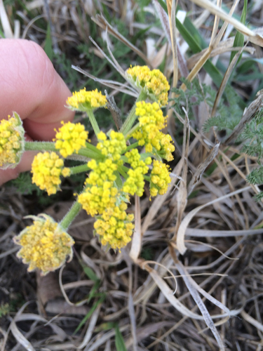 Lomatium foeniculaceum ssp. foeniculaceum