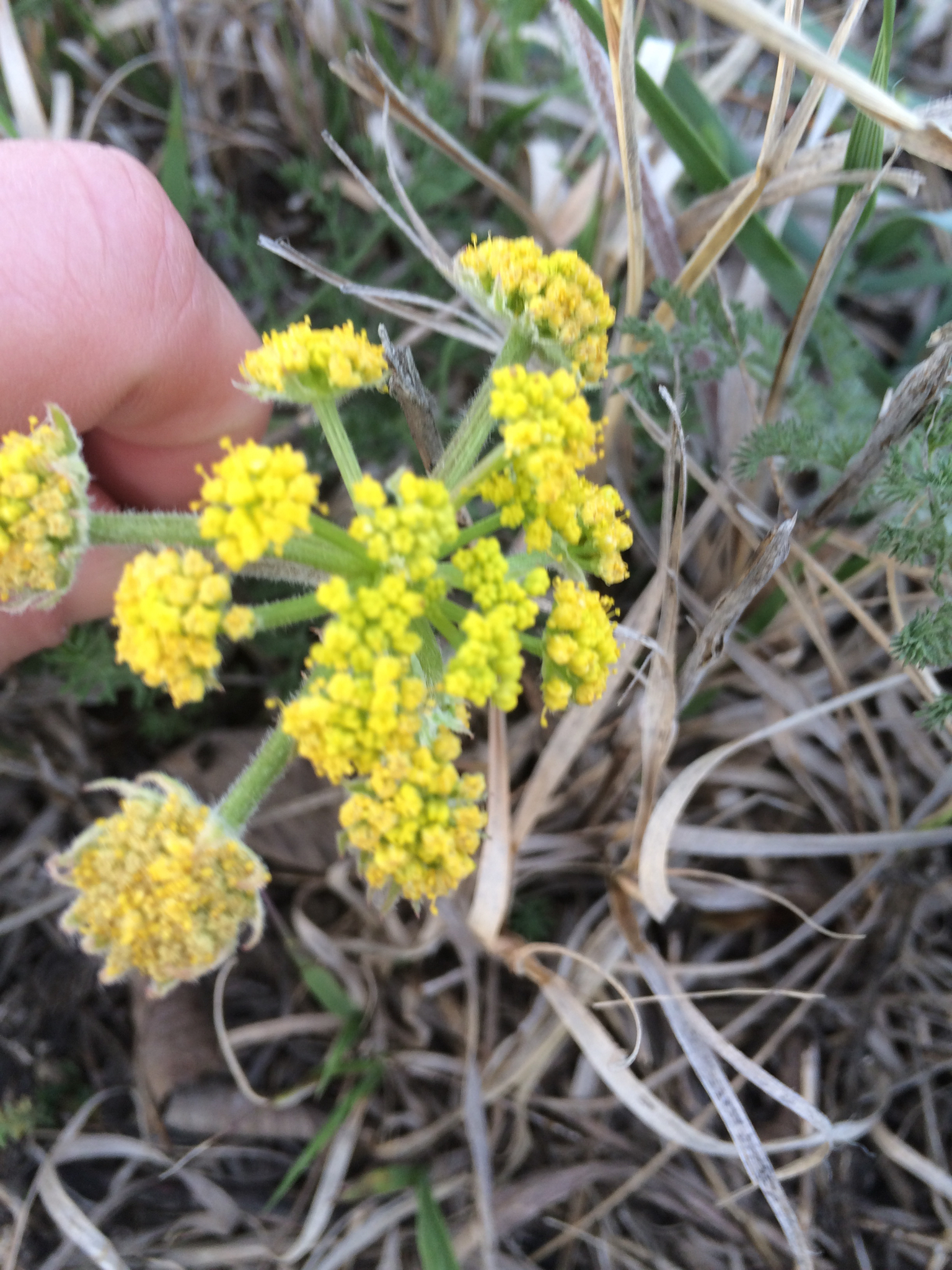 Lomatium foeniculaceum ssp. foeniculaceum
