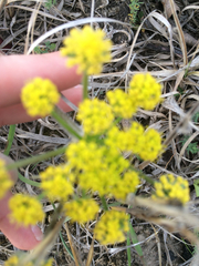 Lomatium foeniculaceum foeniculaceum