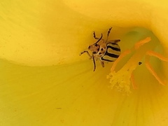 Disonycha spilotrachela