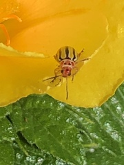 Disonycha spilotrachela