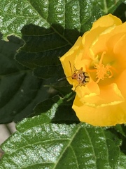 Disonycha spilotrachela