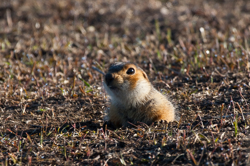 Russet Ground Squirrel
